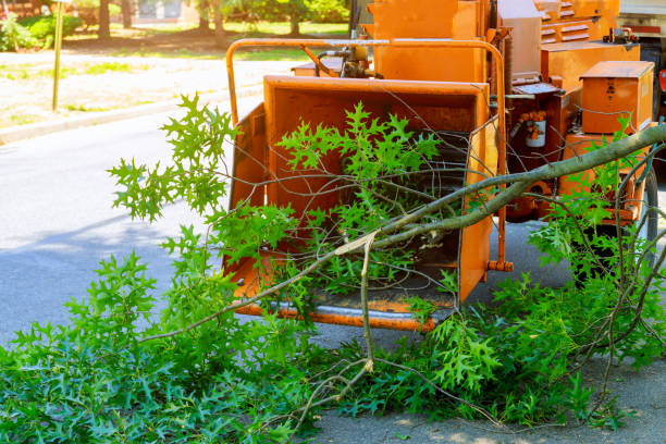 How Our Tree Care Process Works  in  East Brady, PA